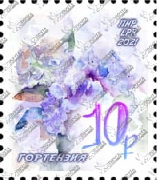 Гортензия 10р.jpg